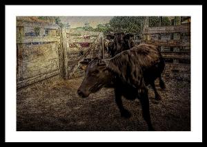 Cowboy Roots - Photography By Don Columbus At Roberts Ranch